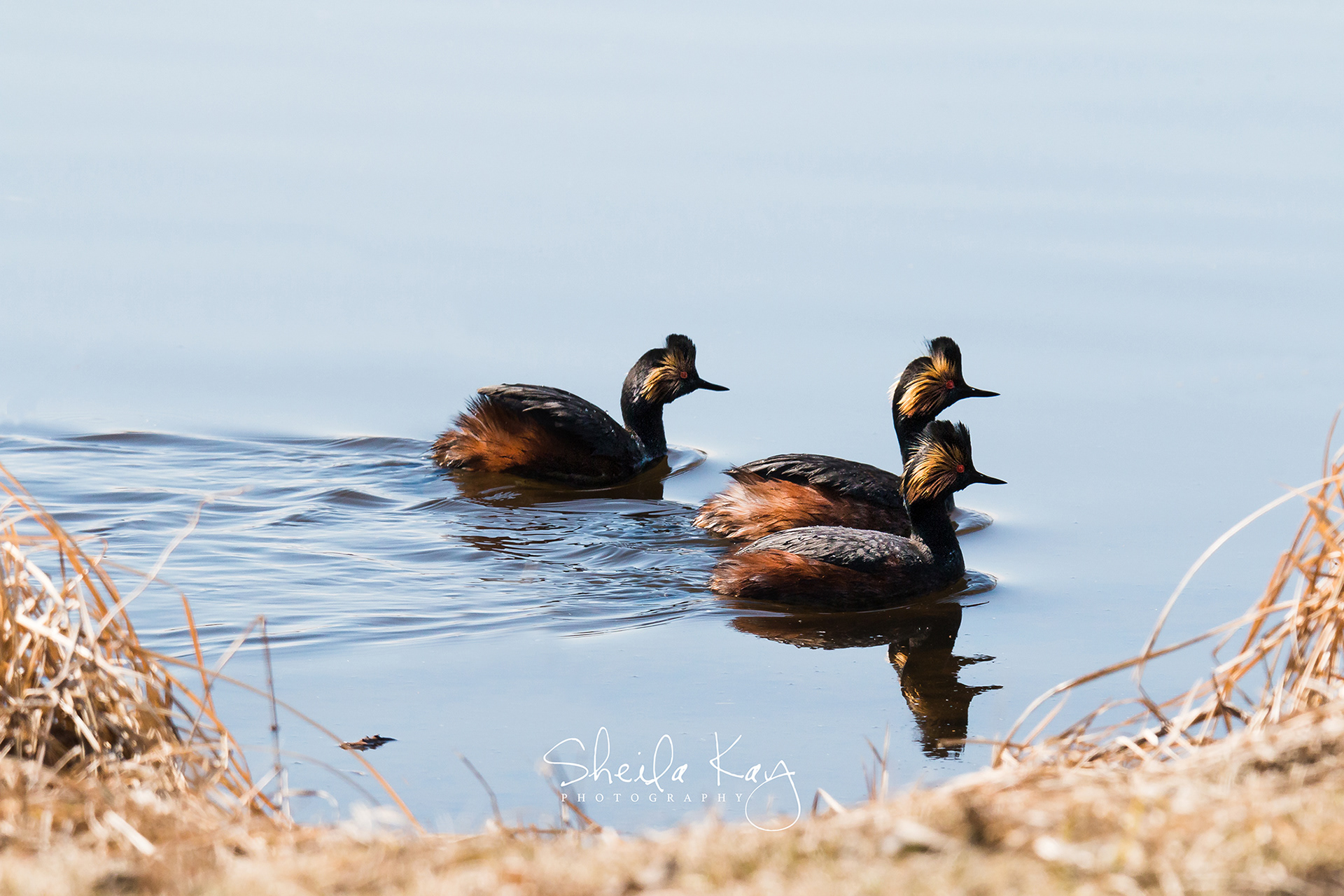 Eared Grebes