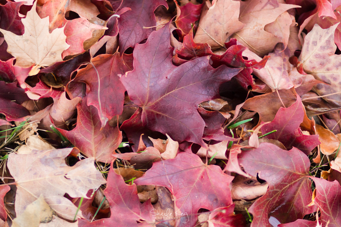 Fall Leaves