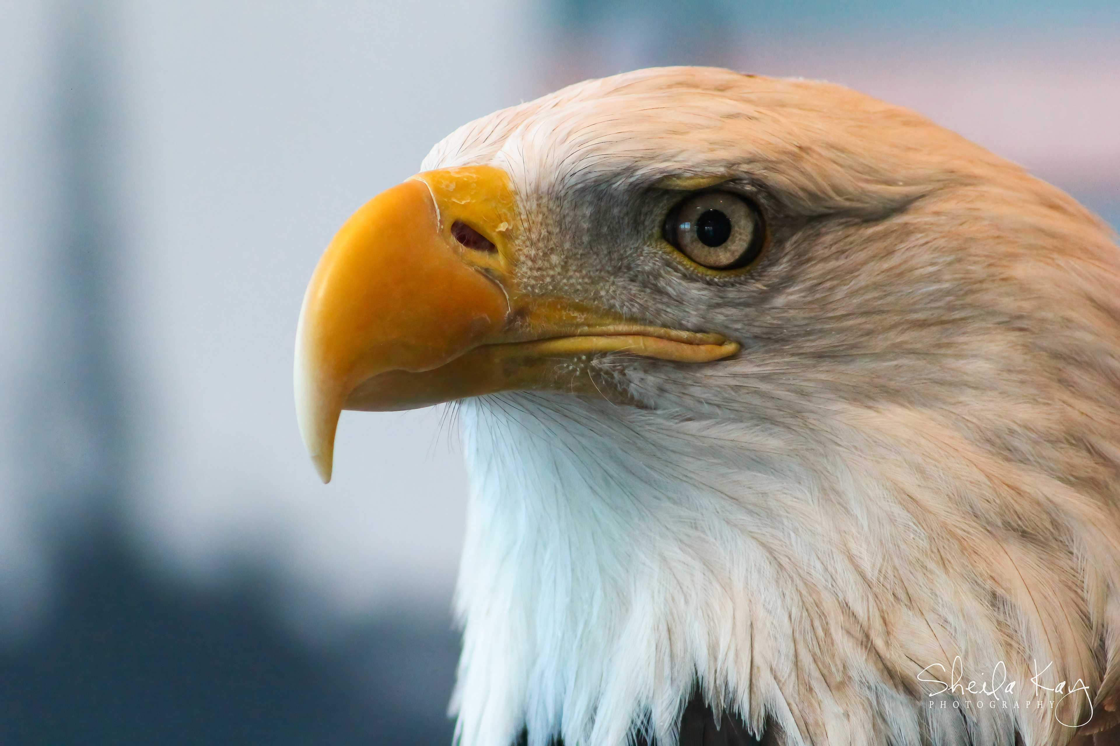 Bald Eagle