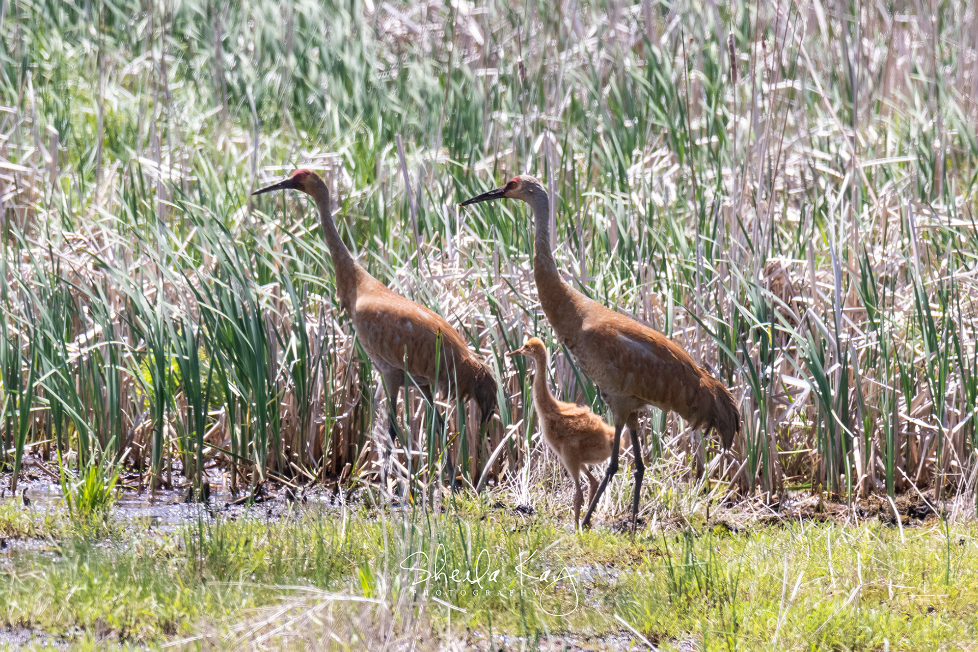 Sandhill Crane Couple and Colt