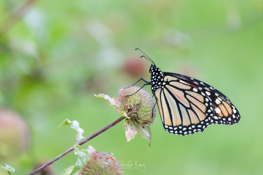 Monarch Butterfly