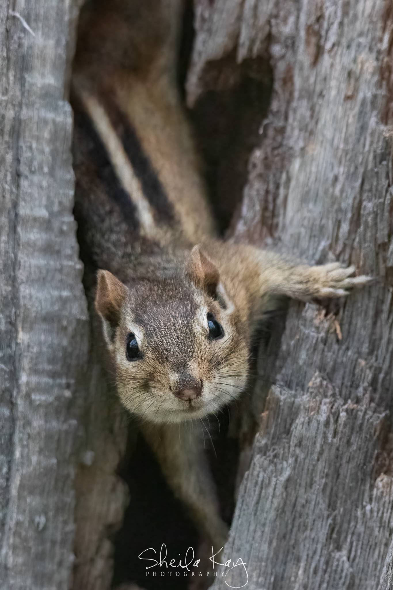 Chipmunk