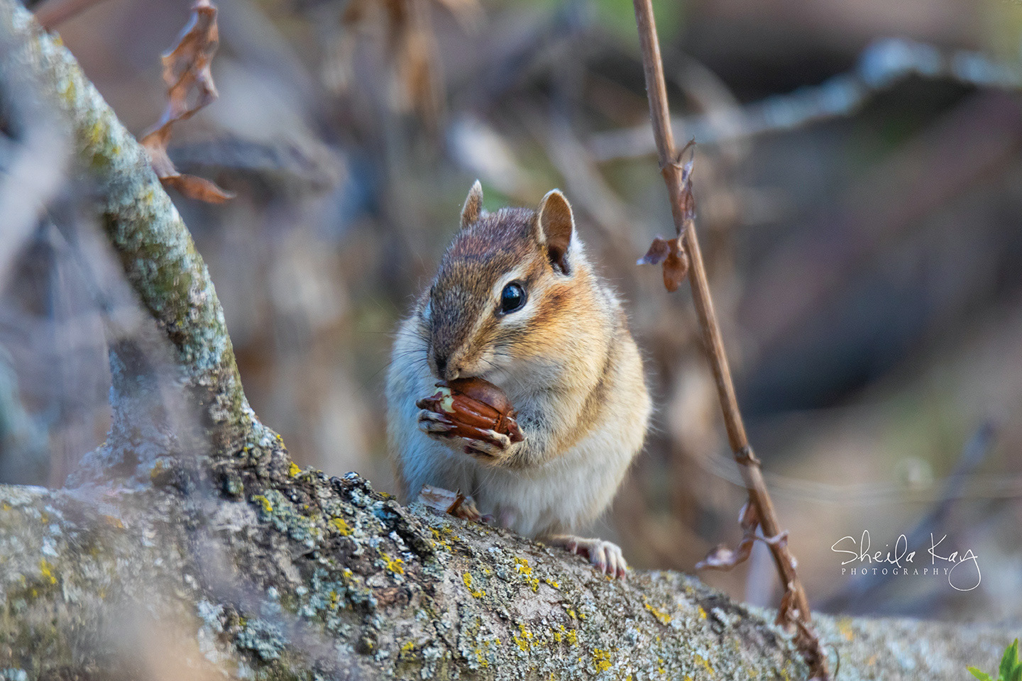 Chipmunk