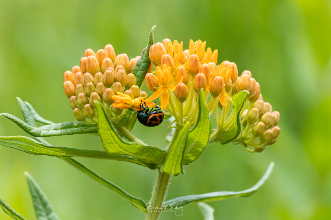 Swamp Milkweed Leaf Beetle