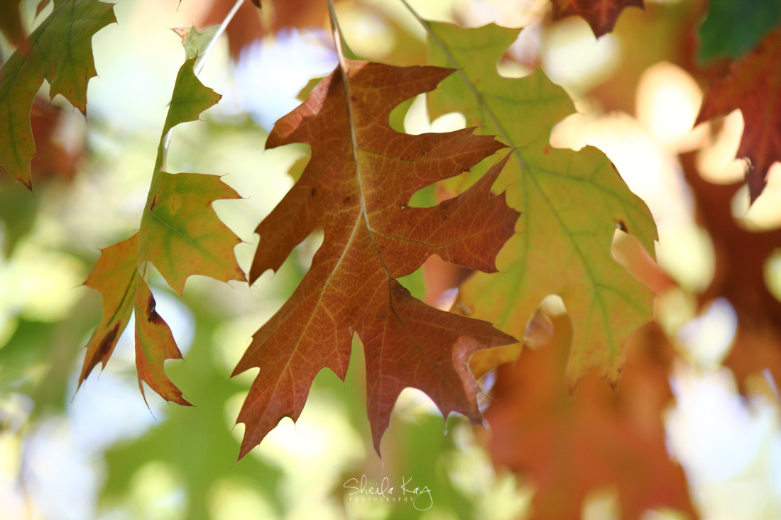 Oak Leaves