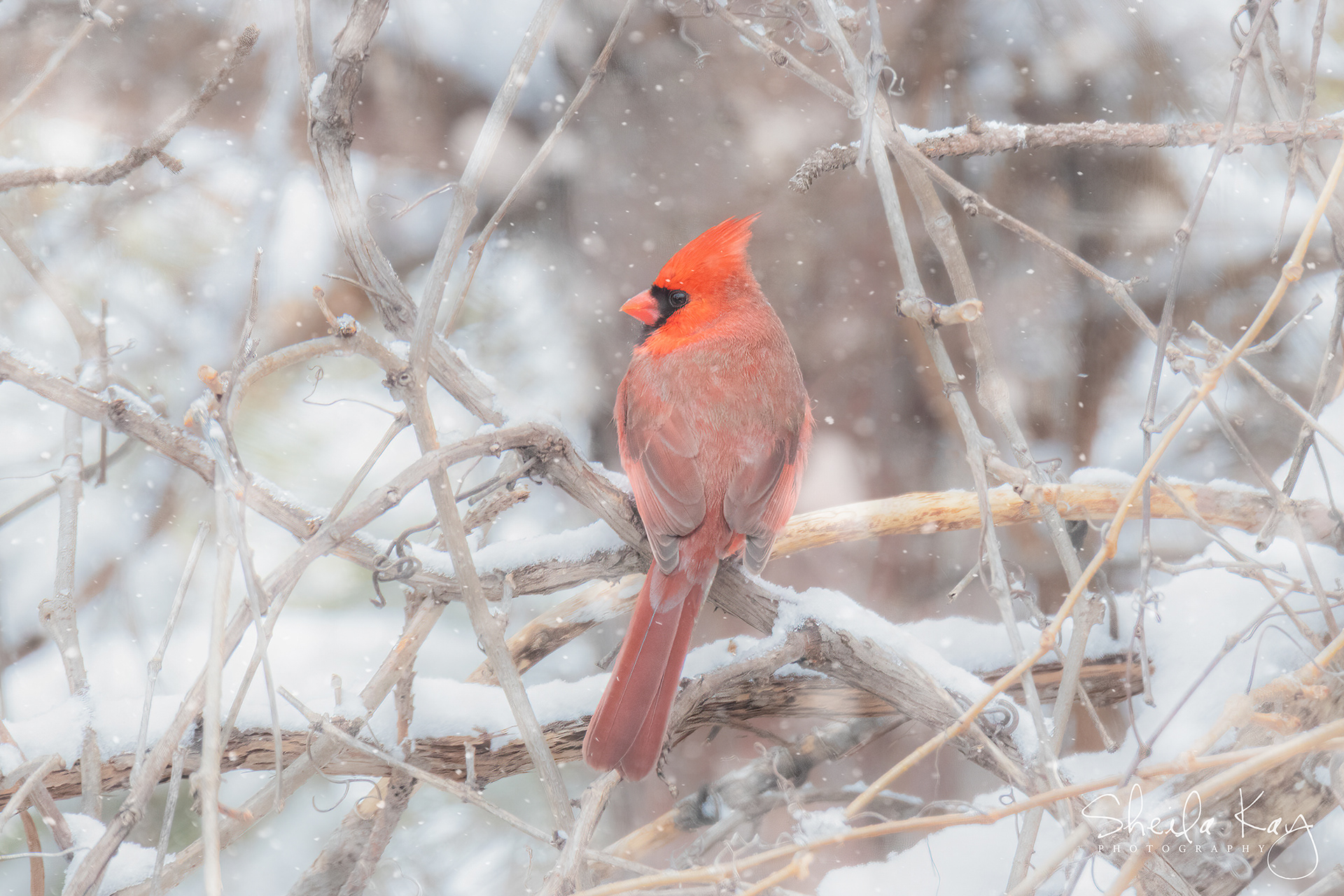 Northern Cardinal