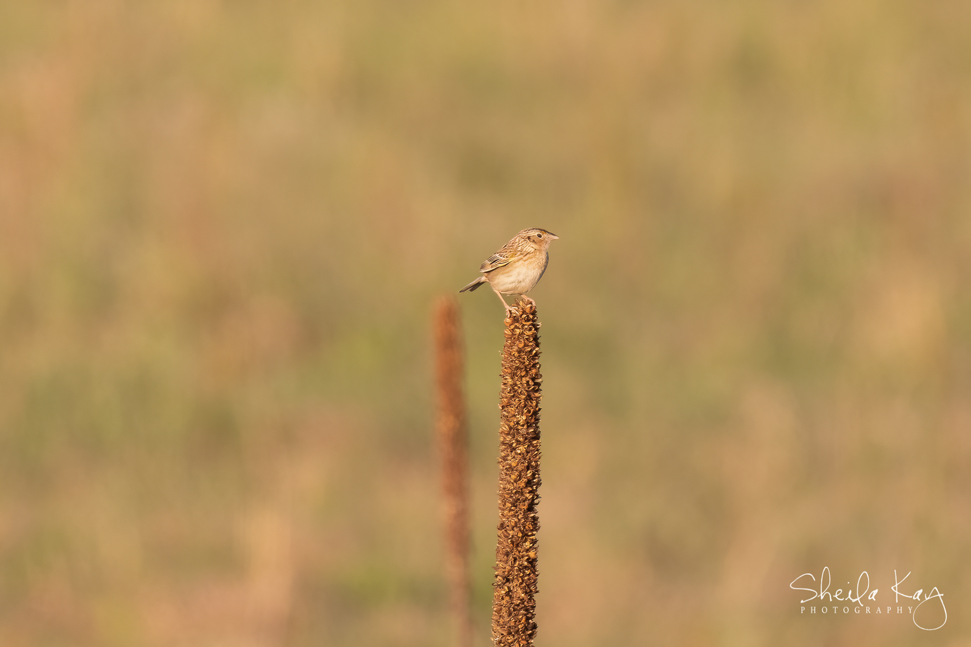 Grasshopper Sparrow