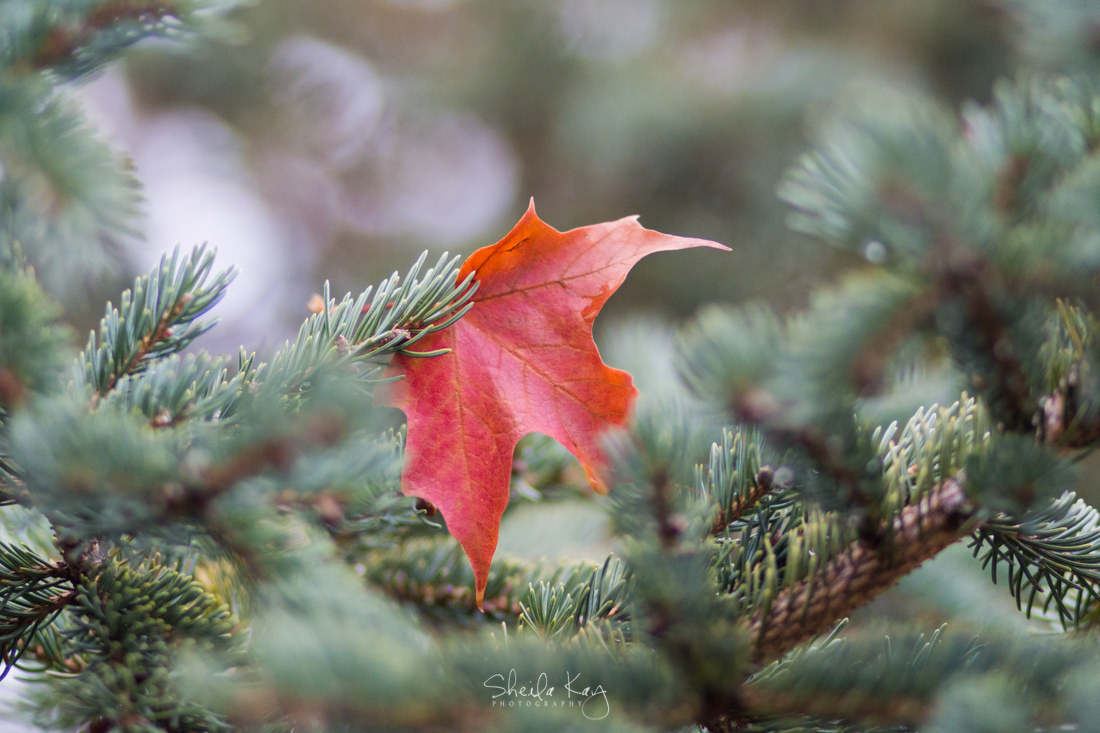 Fall Leaf in Evergreen Tree