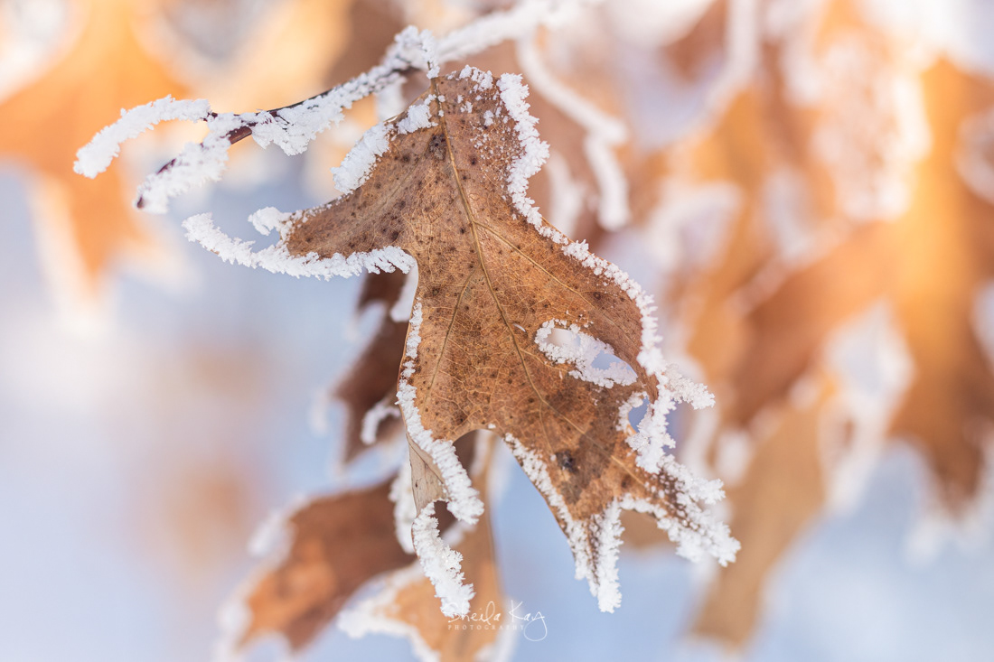 Fall Oak Leaf in Rime Ice