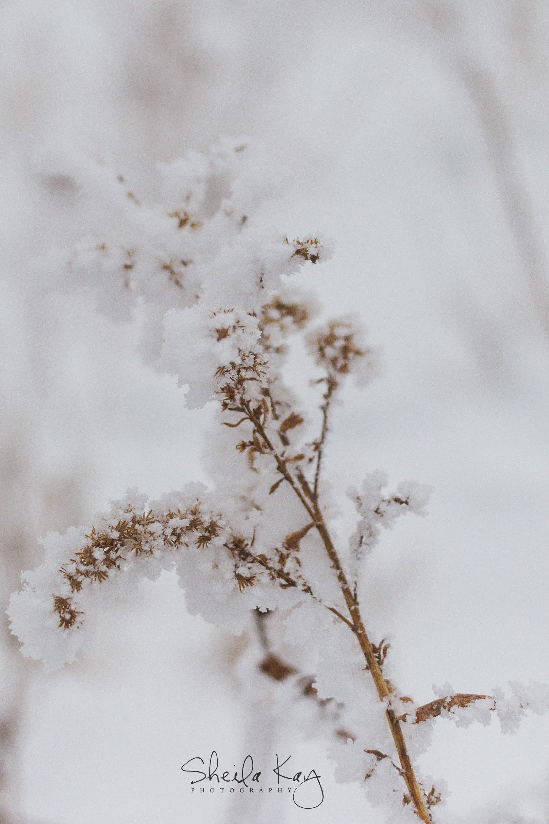 After the Snow