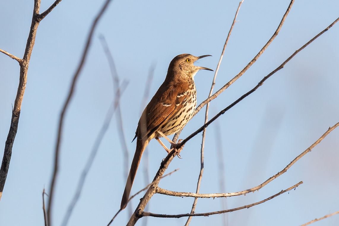 Brown Thrasher