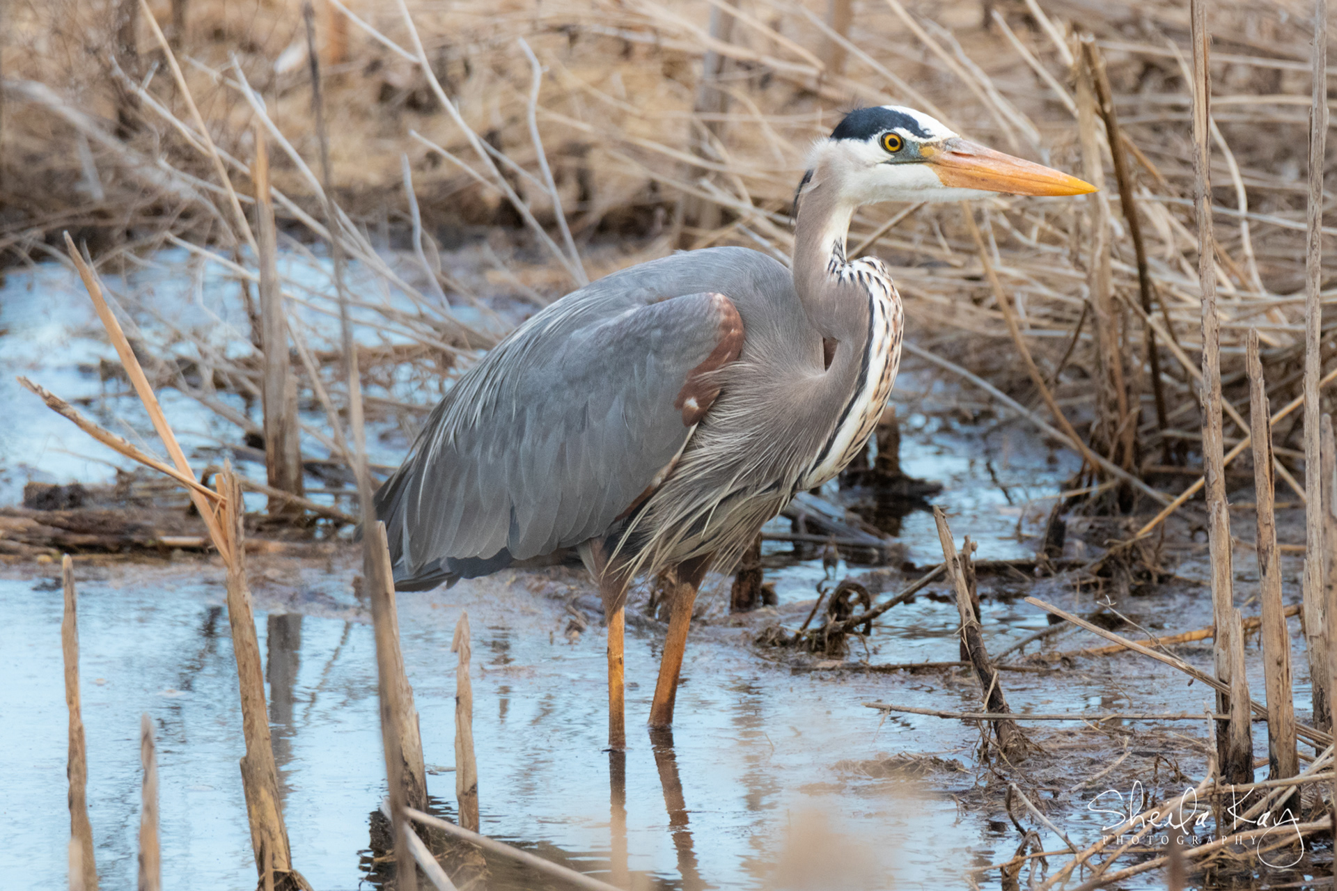 Great Blue Heron