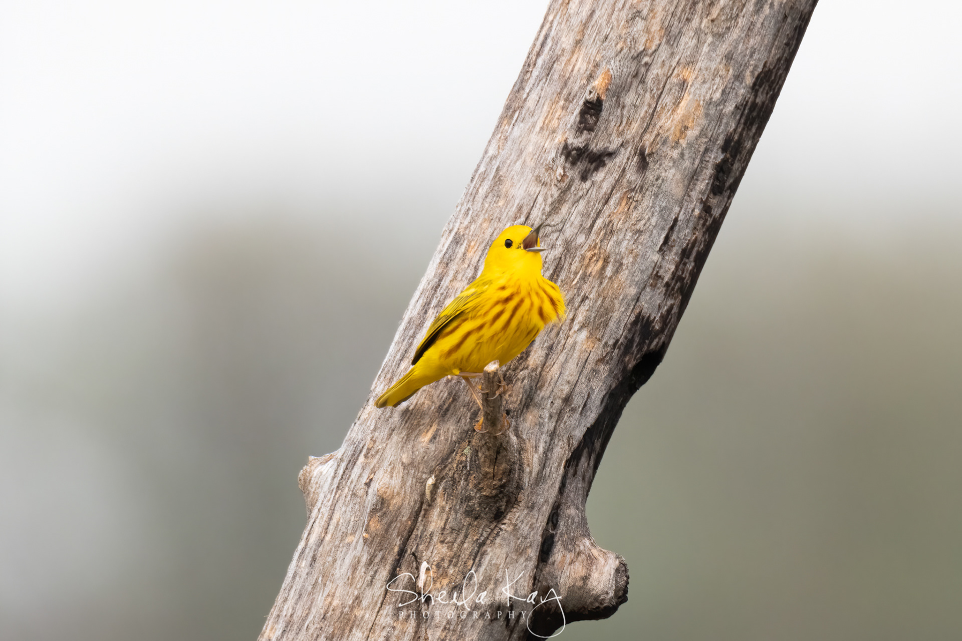 Yellow Warbler