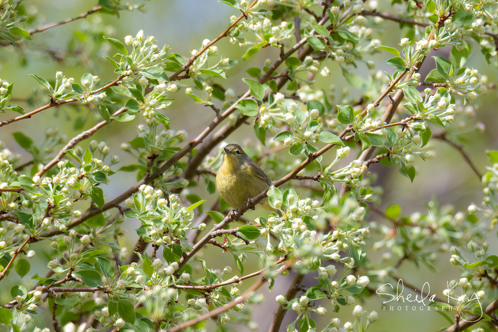 Orange Crowned Warbler