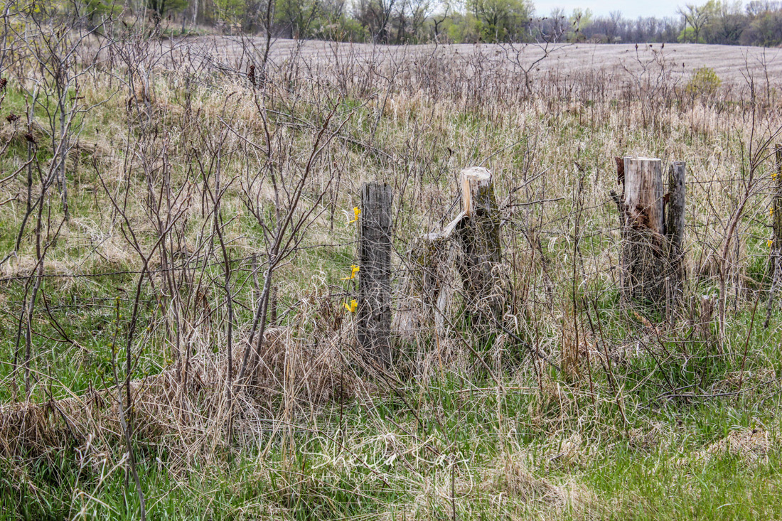 Spring Fence