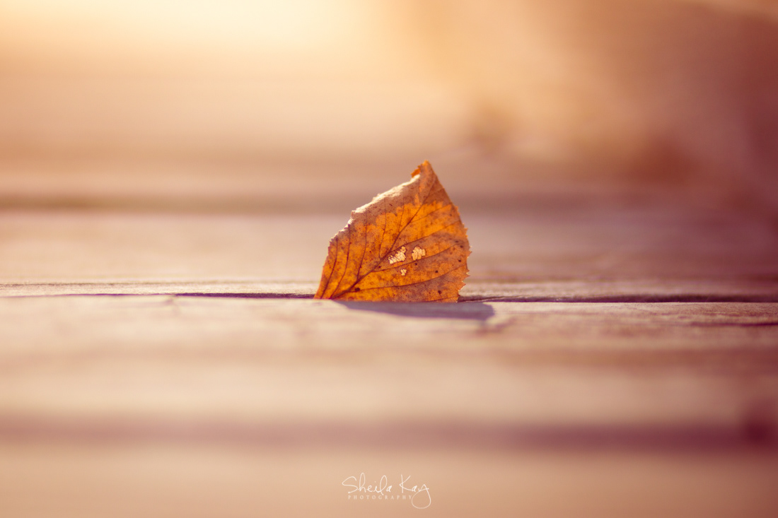 Fall Leaves