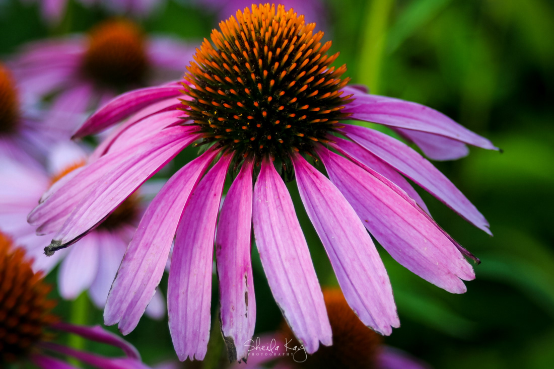 Cone Flower