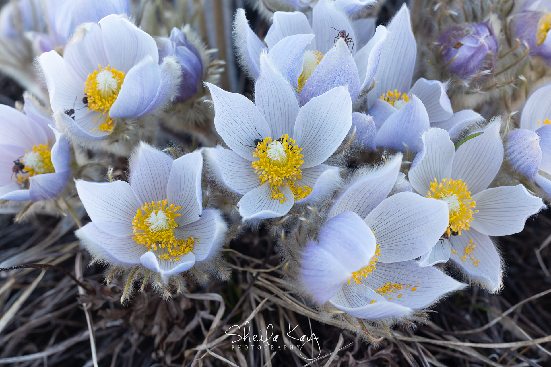 Pasque Flower