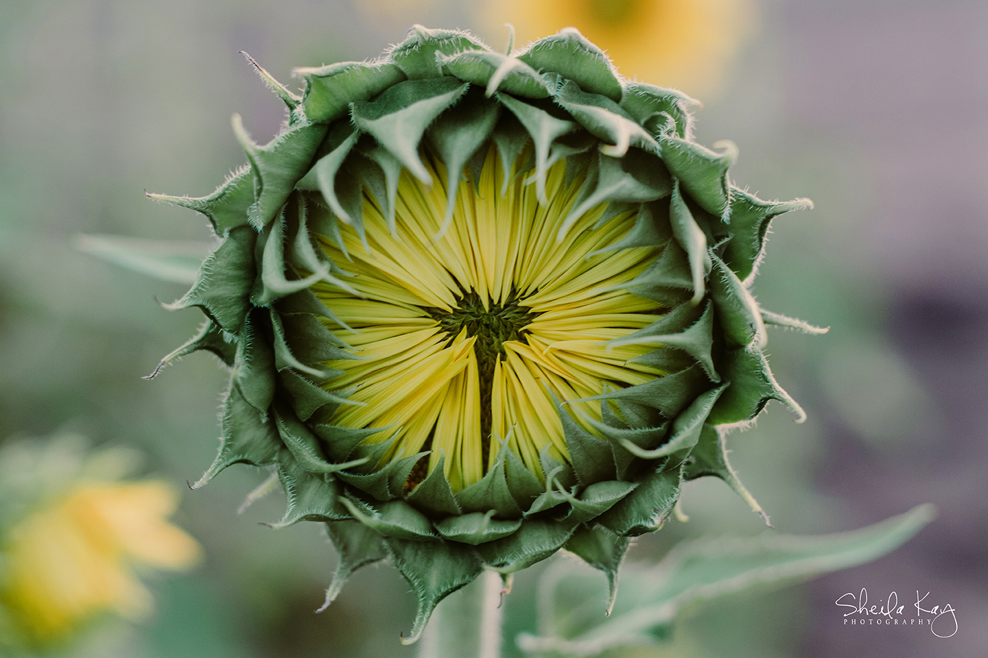 Sunflower