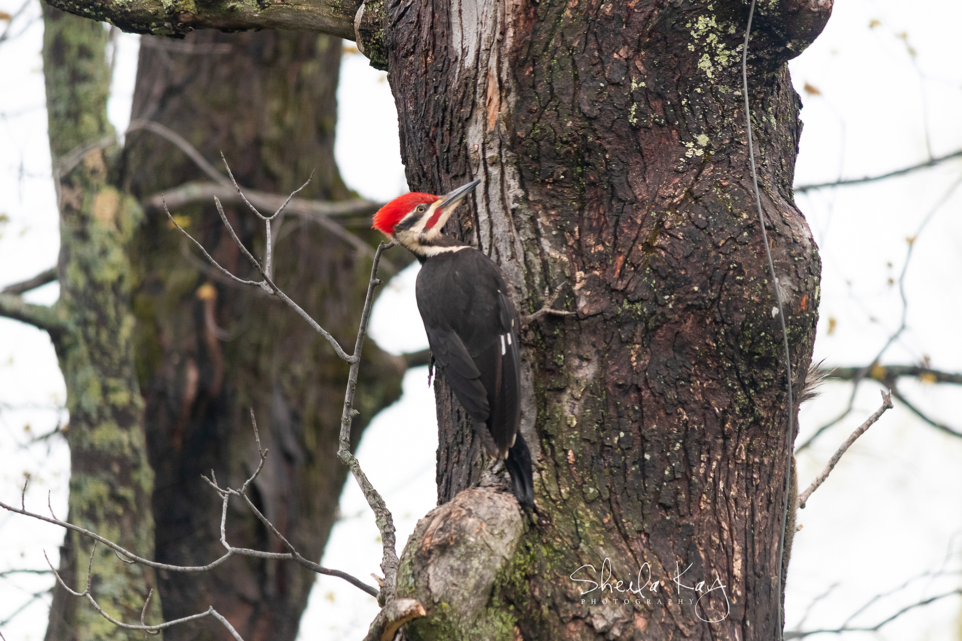 Pileated Woodpecker