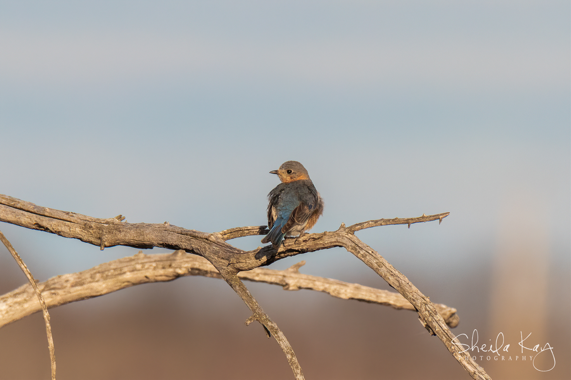Female Eastern Bluebird