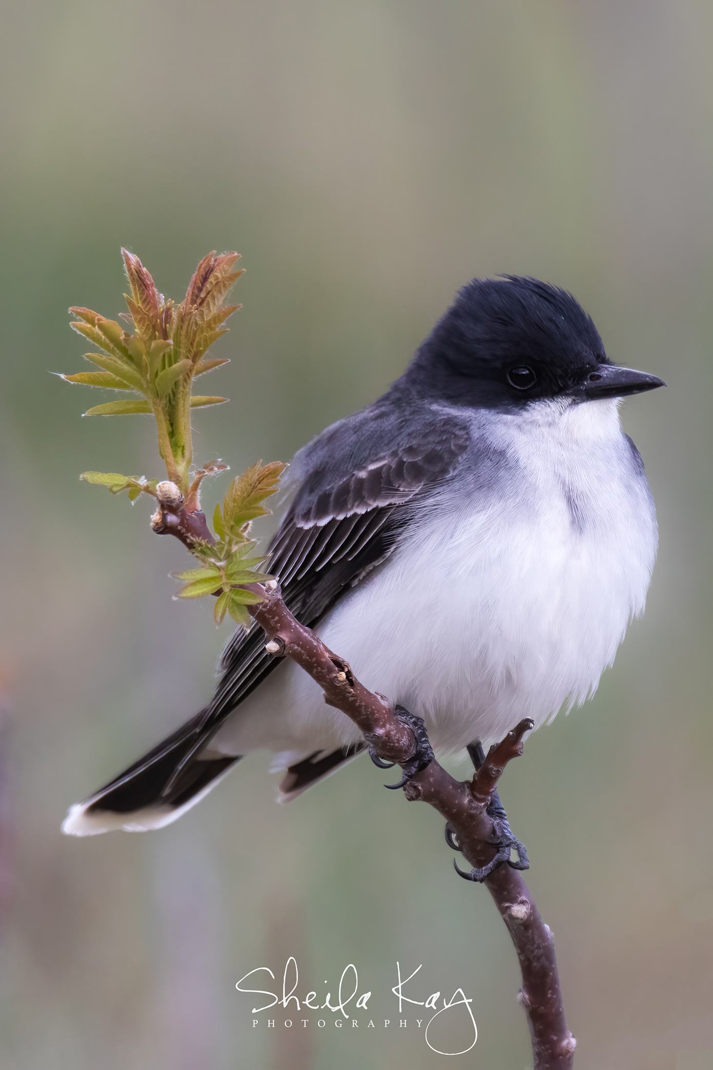 Eastern Kingbird