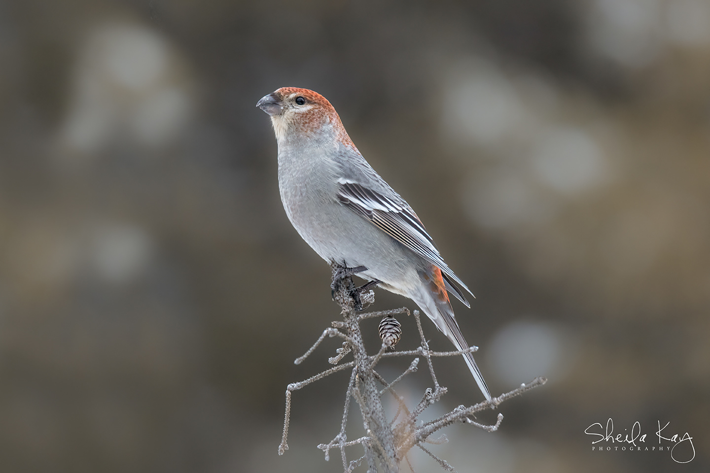 Female Pine Grosbeak
