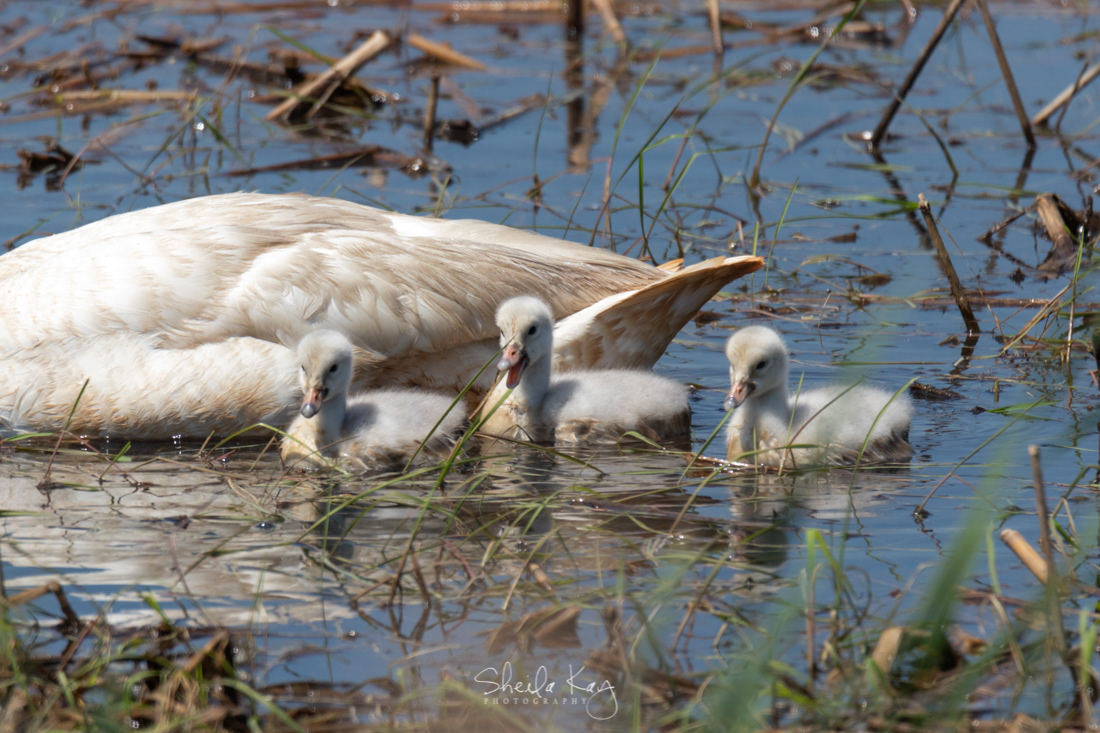 Trumpeter Swan Cygnets