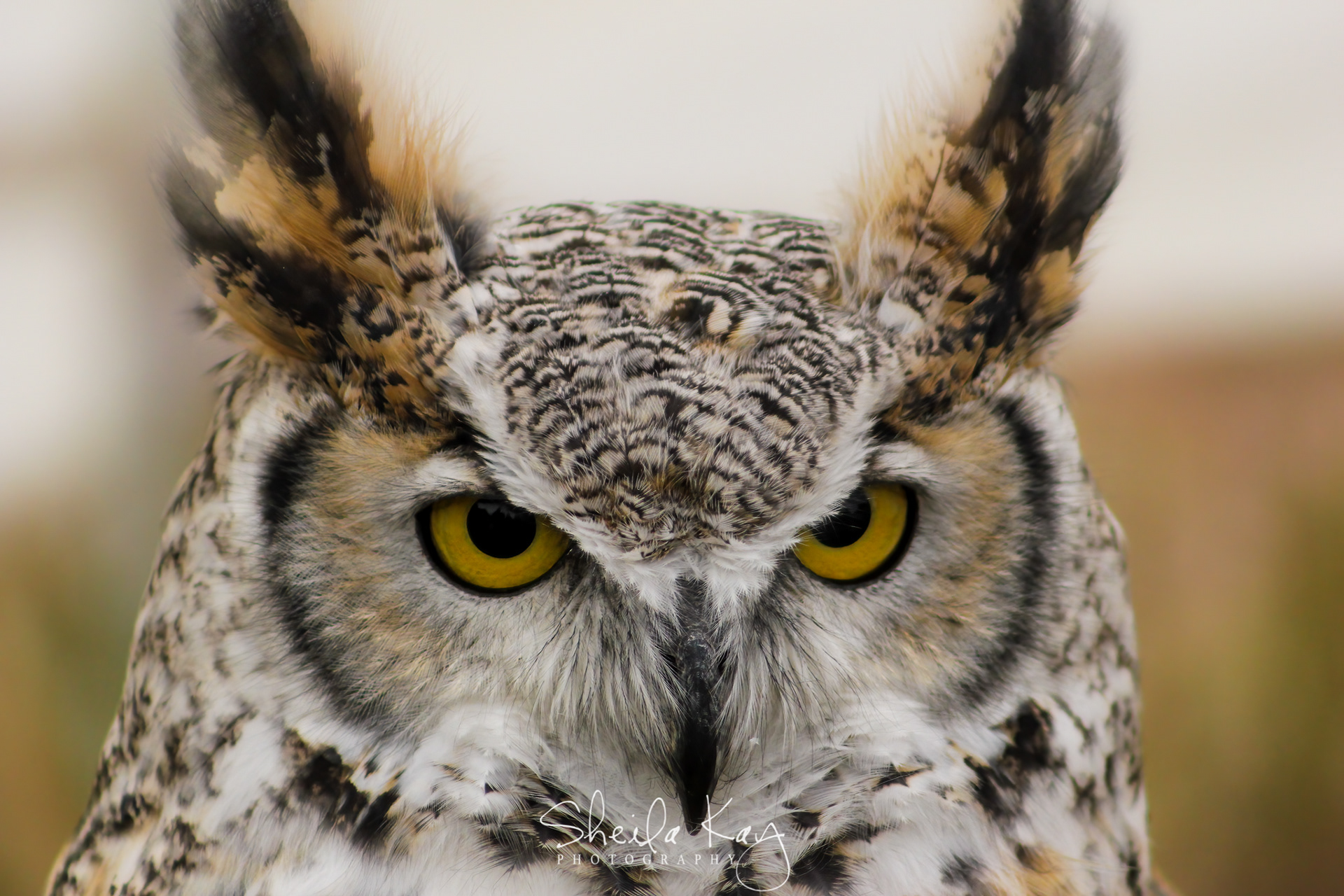 Great Horned Owl
