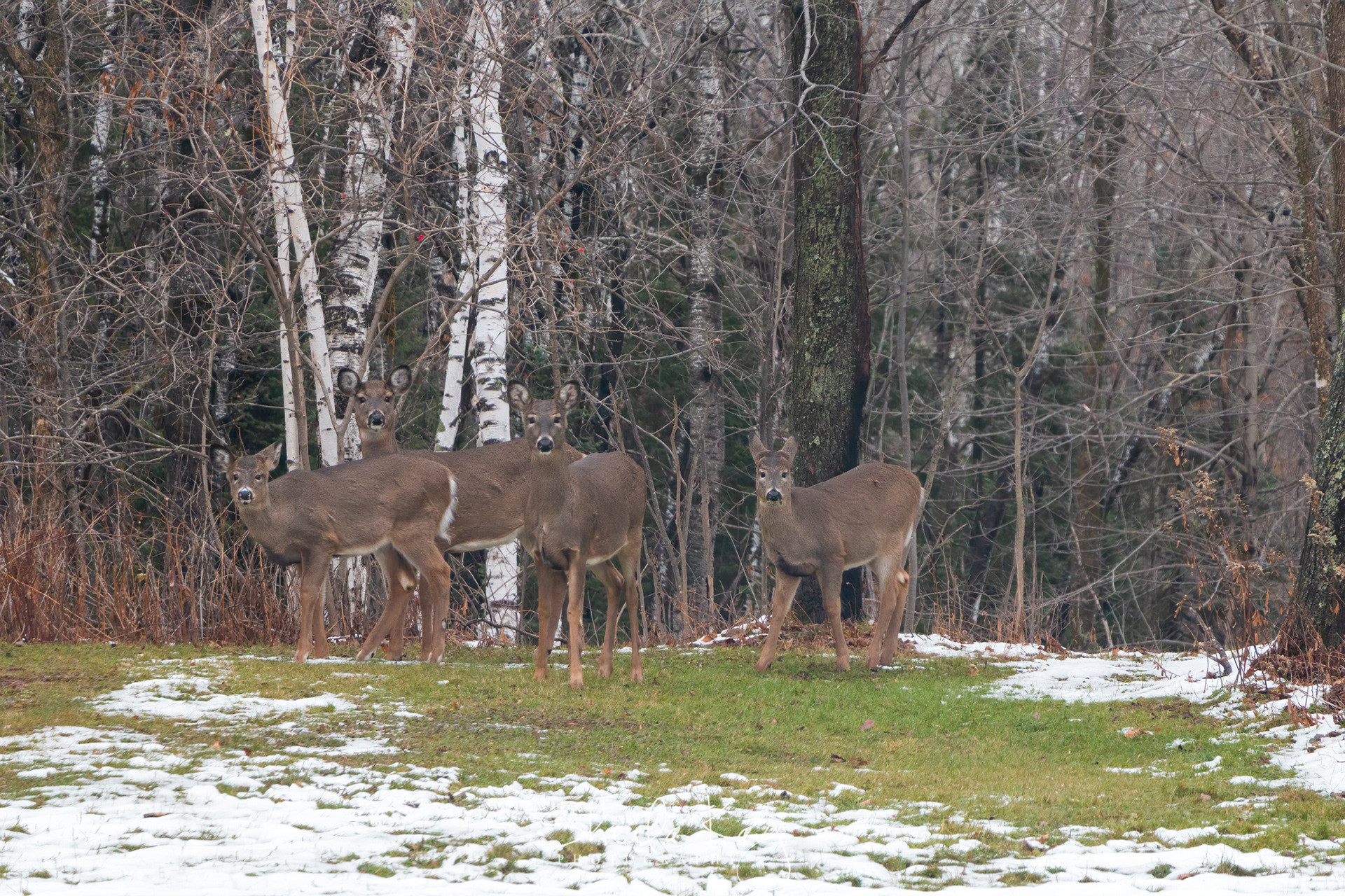 White Tail Deer