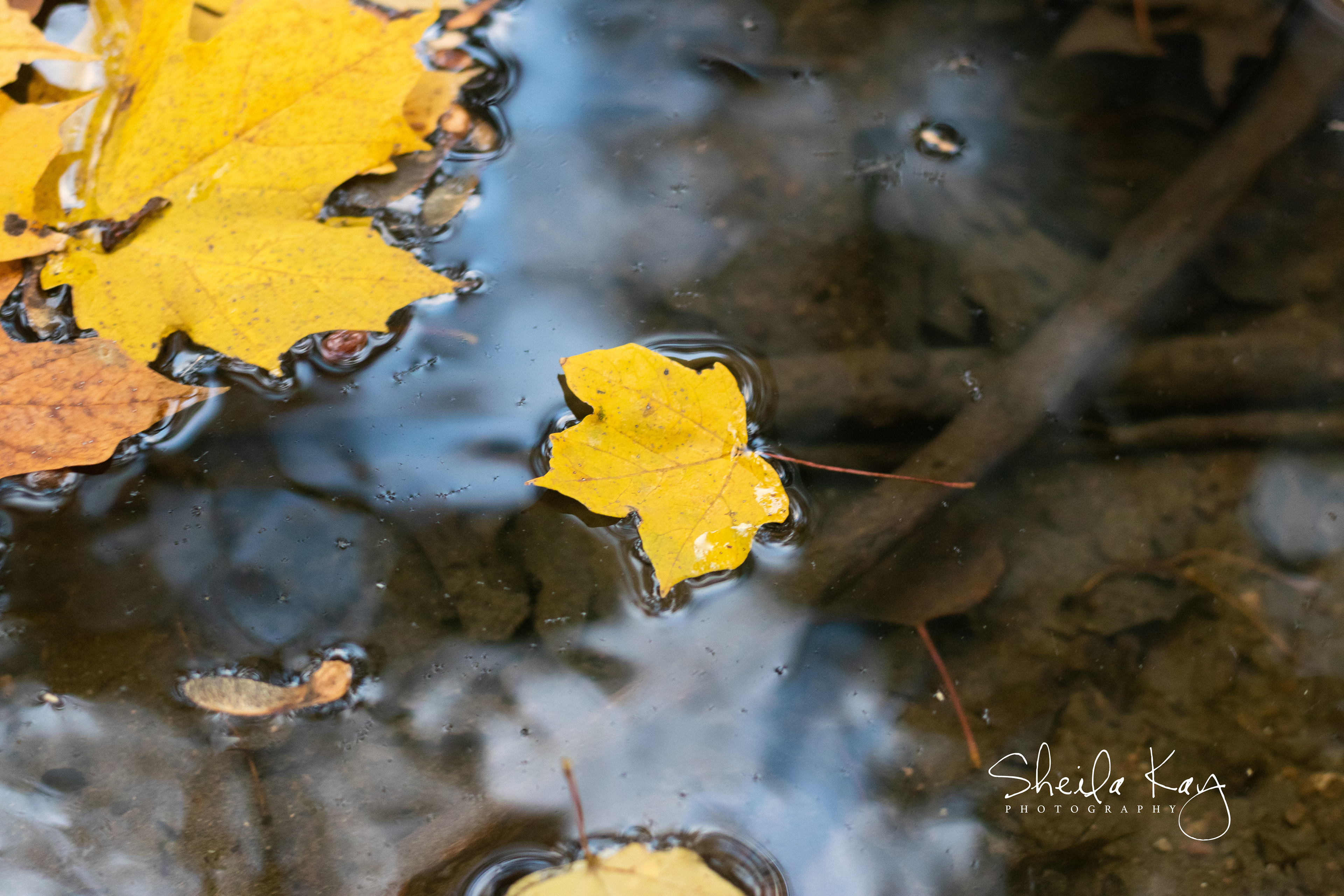 Fall Leaves