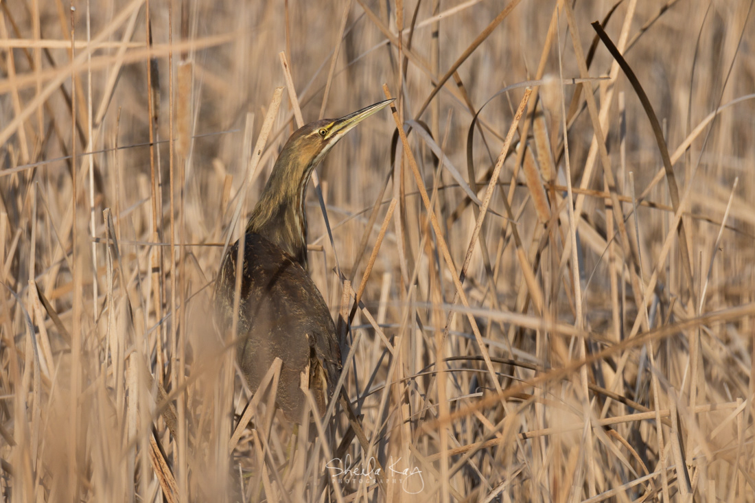 American Bittern
