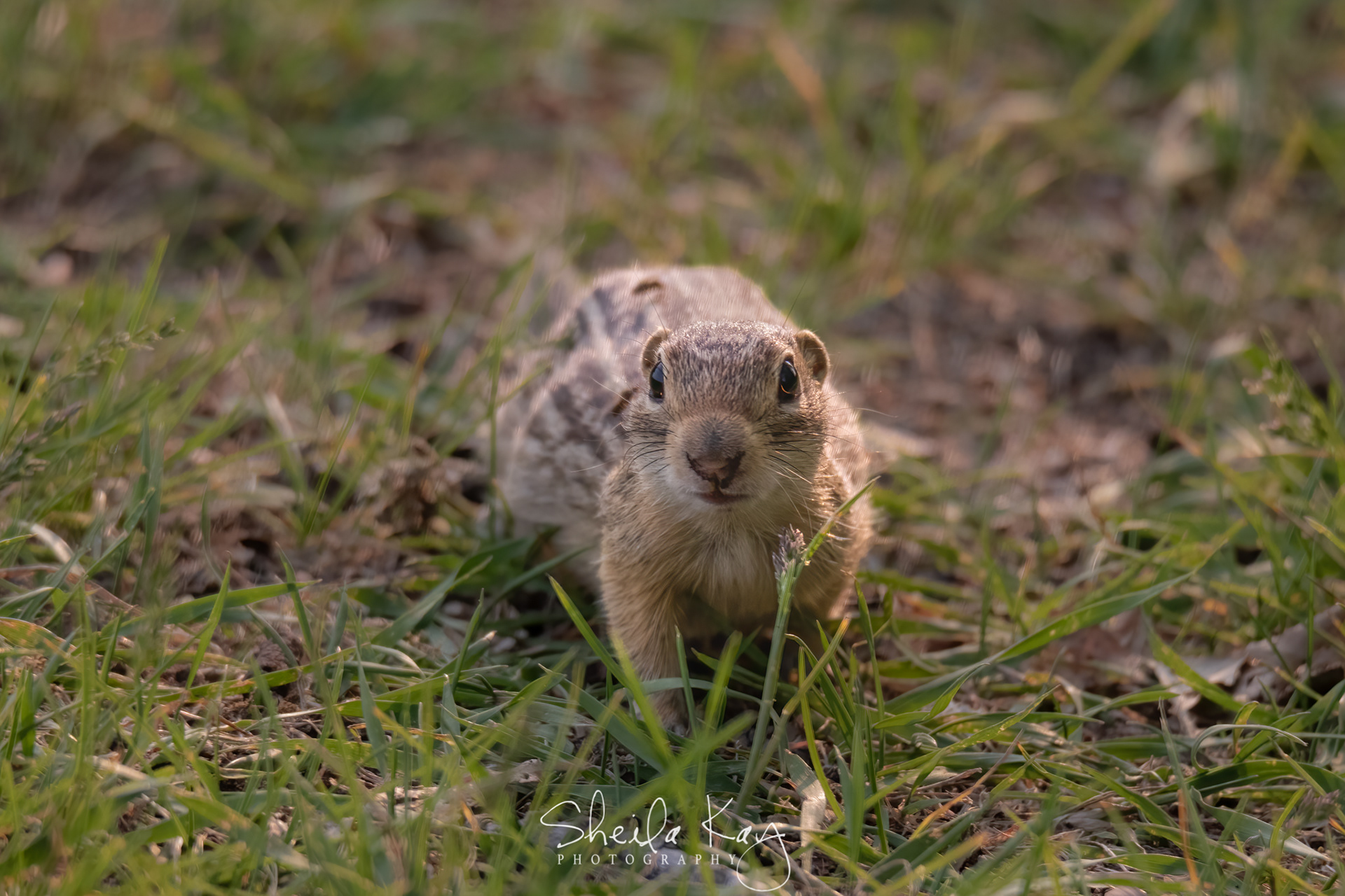 13 Striped Ground Squirrel