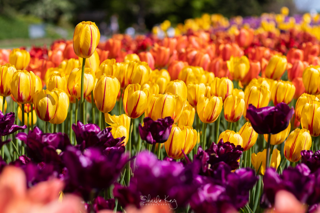 Tulip Field