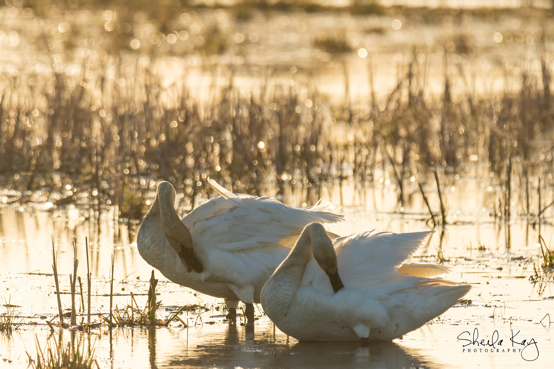 Trumpeter Swans