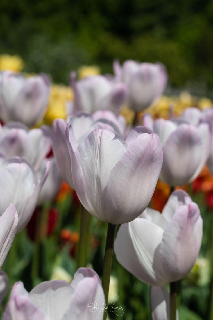Tulip