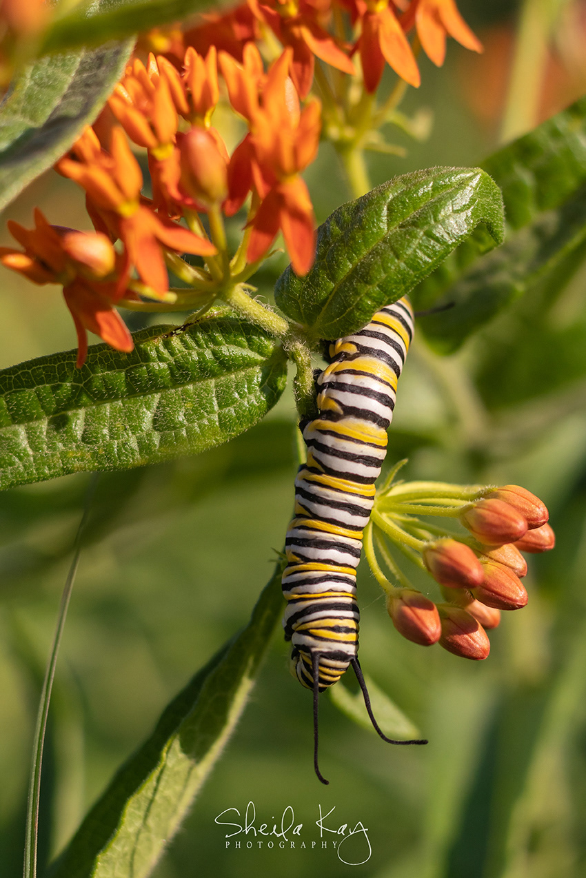 Monarch Caterpillar on Butterfly Weed