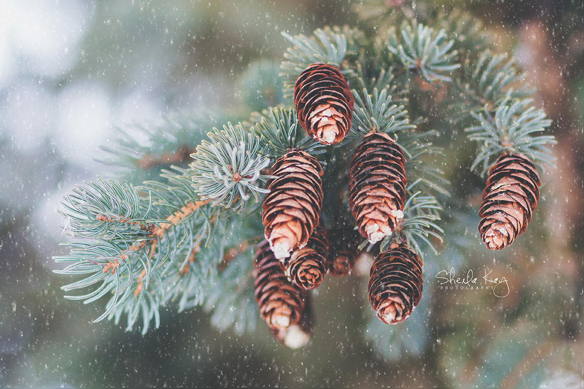 Pinecones in winter