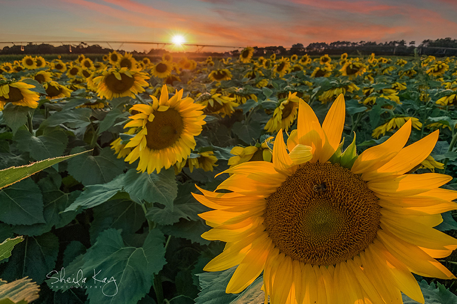 Sunflower Field at Sunset