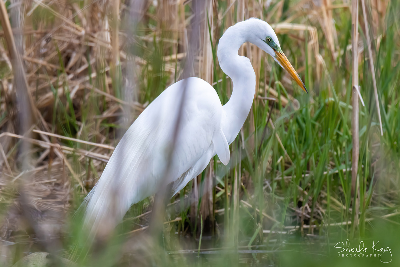 Great Egret