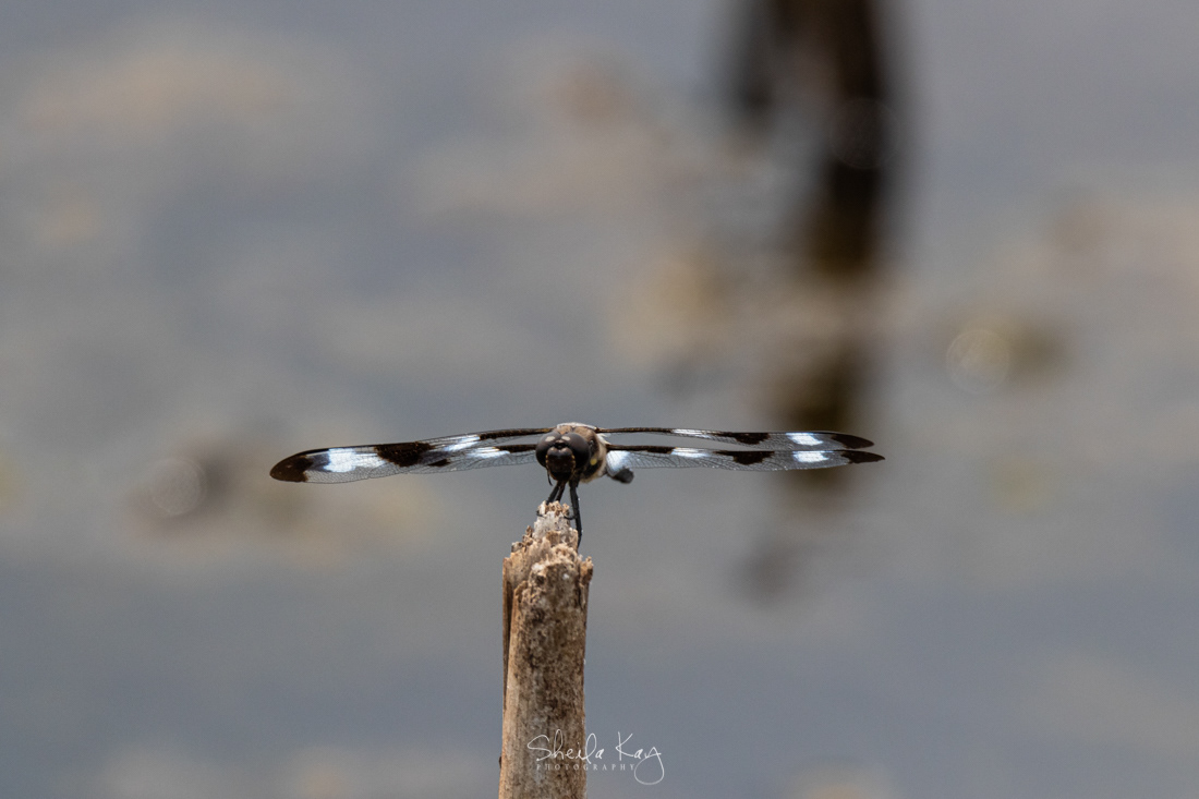 Twelve-Spotted Skimmer