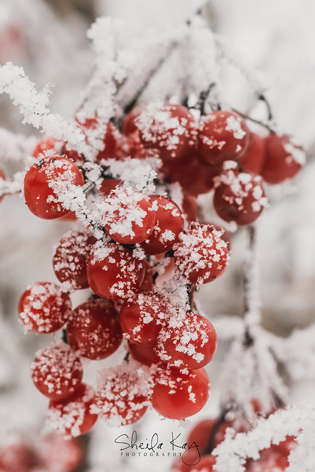 Berries in Winter