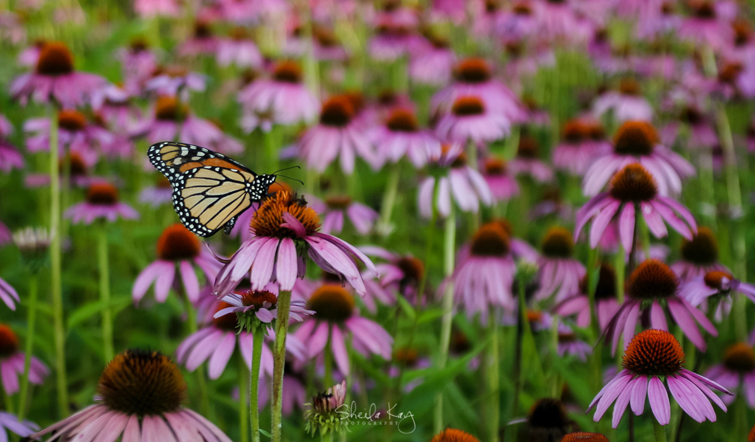 Monarch on Coneflower
