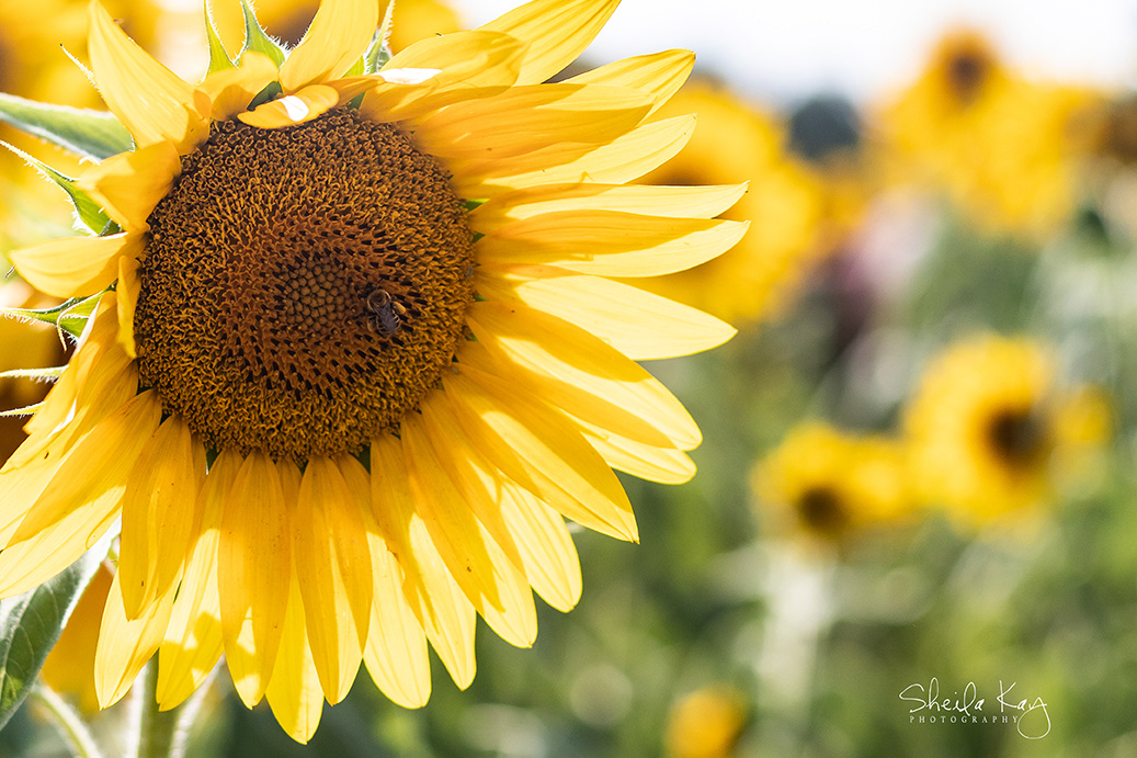 Sunflower