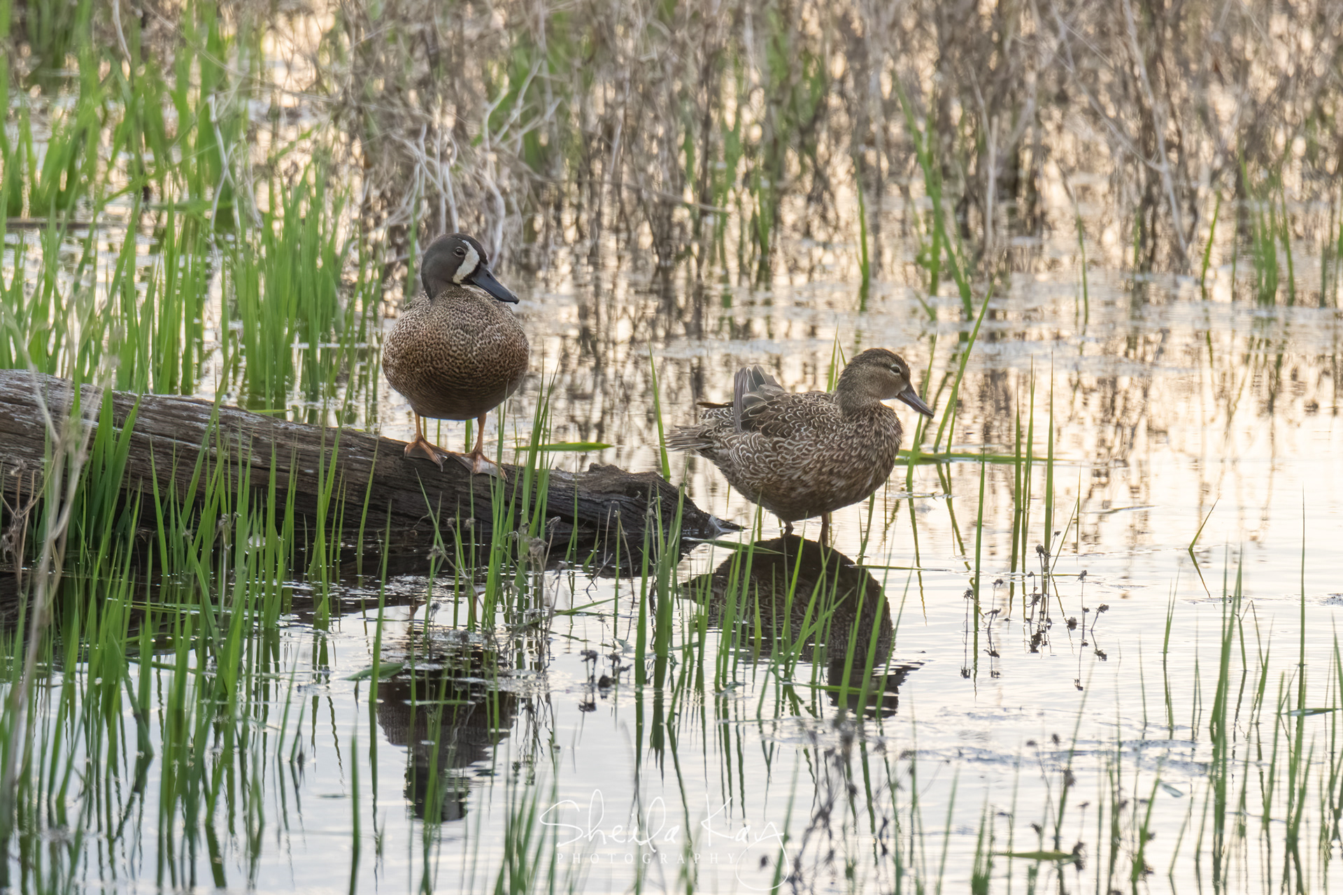 Blue Winged Teal Couple