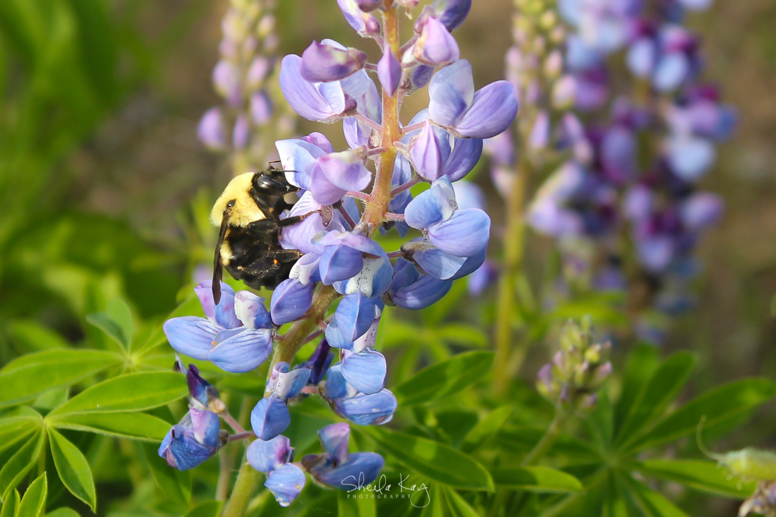 Bumblebee on Wild Lupine