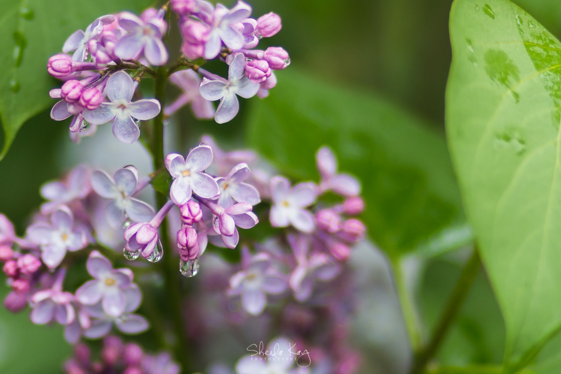 Lilacs