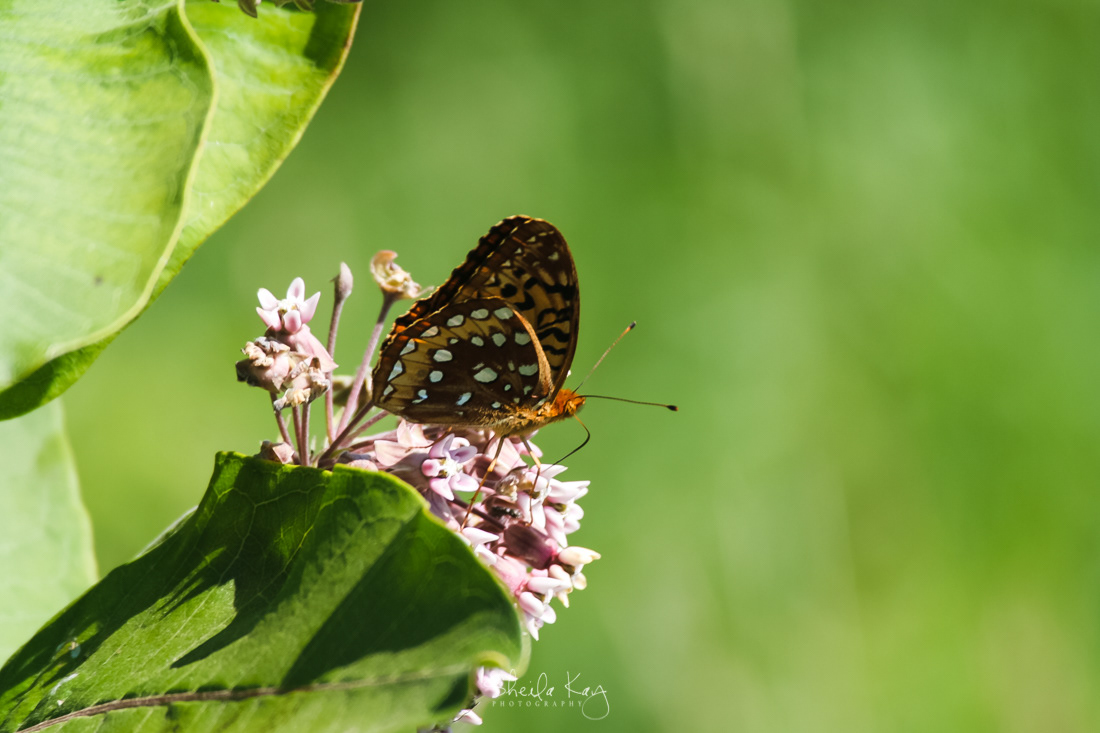 Great Spangled Fritillary Butterfly on Milkweed