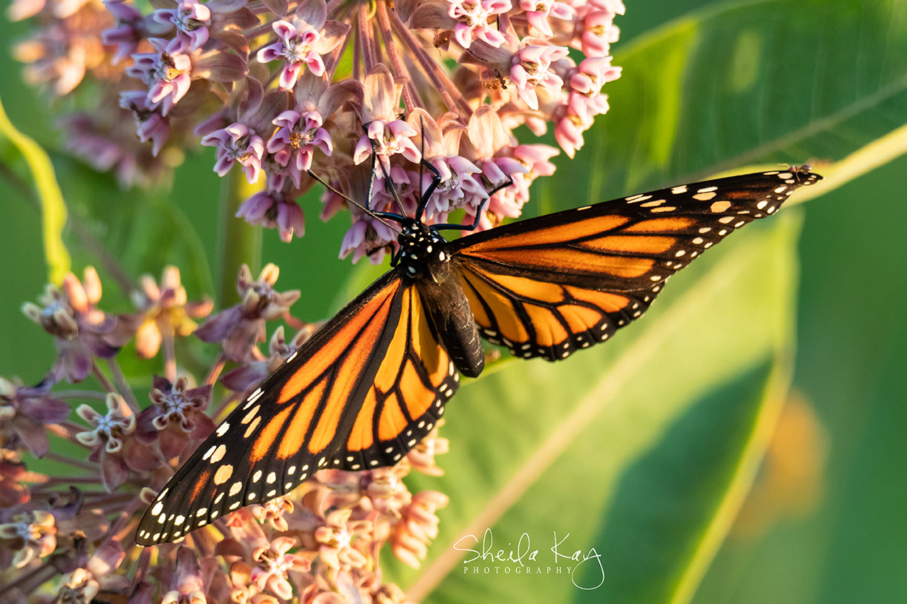 Monarch Butterfly on Milkweed