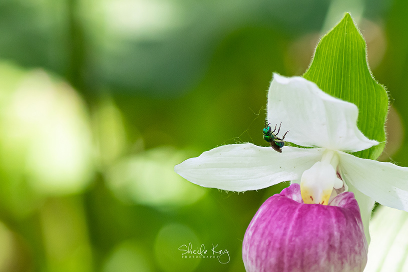 Showy Lady's Slipper with a Pure Gold-Green Sweet Bee
